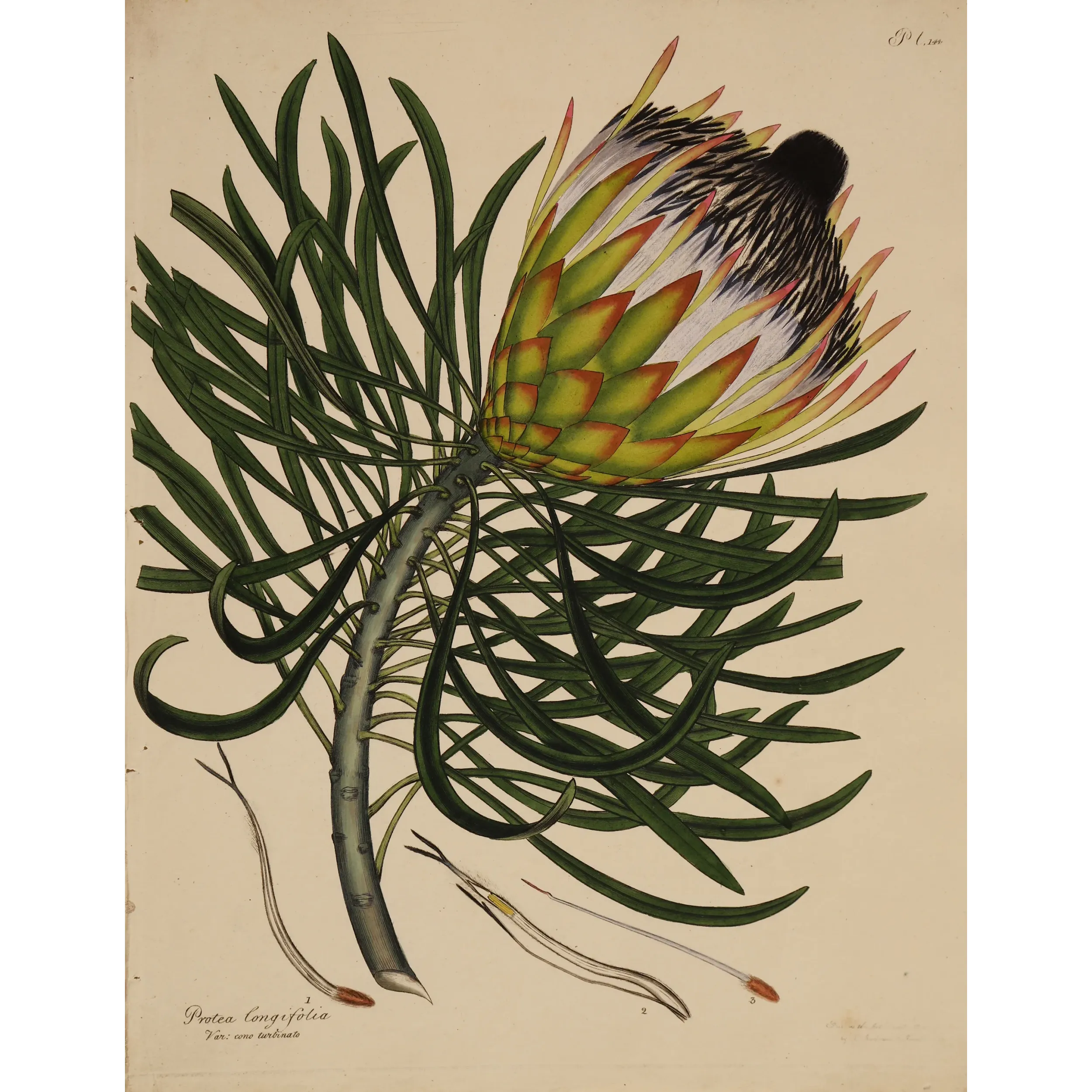 Long-Leaved Protea (Protea longifolia) with emerging flower head and elegant linear foliage, original 1801