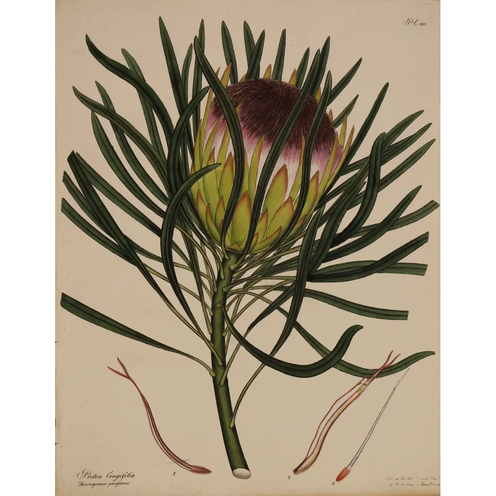 Long-Leaved Protea (Protea longifolia) with protective evergreen foliage, original 1801 hand-colored botanical engraving.