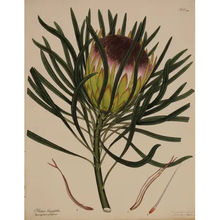 Long-Leaved Protea (Protea longifolia) with protective evergreen foliage, original 1801 hand-colored botanical engraving.