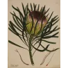 Long-Leaved Protea (Protea longifolia) with protective evergreen foliage, original 1801 hand-colored botanical engraving.