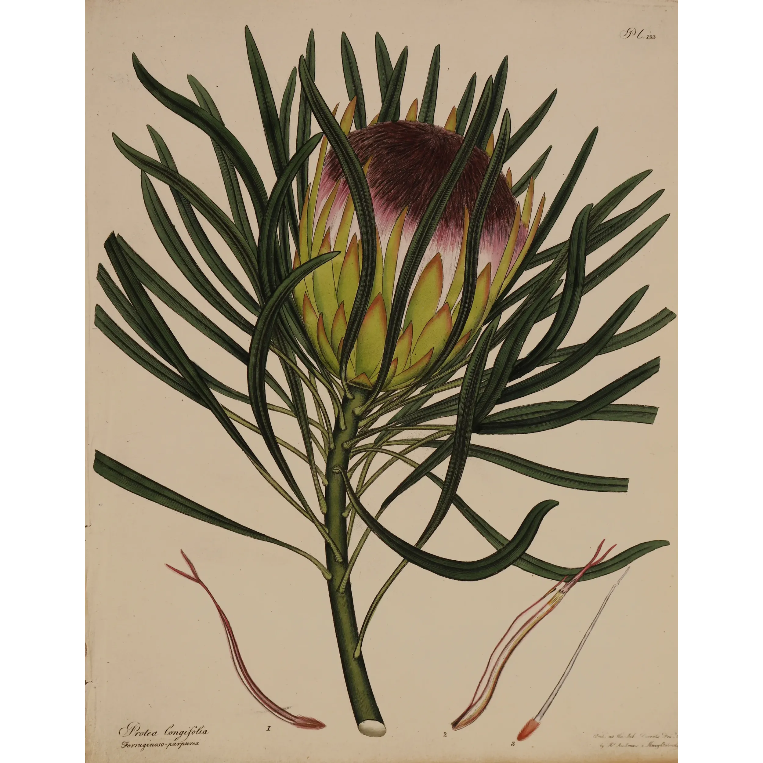 Long-Leaved Protea (Protea longifolia) with protective evergreen foliage, original 1801 hand-colored botanical engraving.