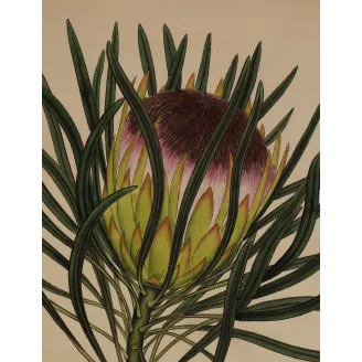 Long-Leaved Protea (Protea longifolia) with protective evergreen foliage, original 1801 hand-colored botanical engraving.