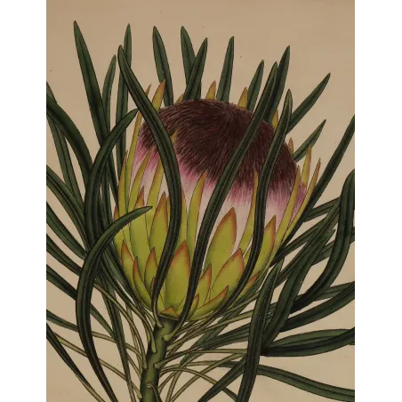 Close-up of Long-Leaved Protea (Protea longifolia) flower with rusty-purple flowering crown.