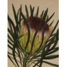Close-up of Long-Leaved Protea (Protea longifolia) flower with rusty-purple flowering crown.