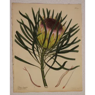 Long-Leaved Protea (Protea longifolia), full sheet with original margins, 1801 hand-colored botanical engraving.