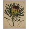 Long-Leaved Protea (Protea longifolia), full sheet with original margins, 1801 hand-colored botanical engraving.
