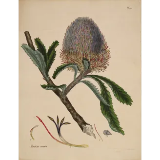 Saw-Leaf Banksia (Banksia serrata) with luminous flower head, original 1799 hand-colored botanical engraving.