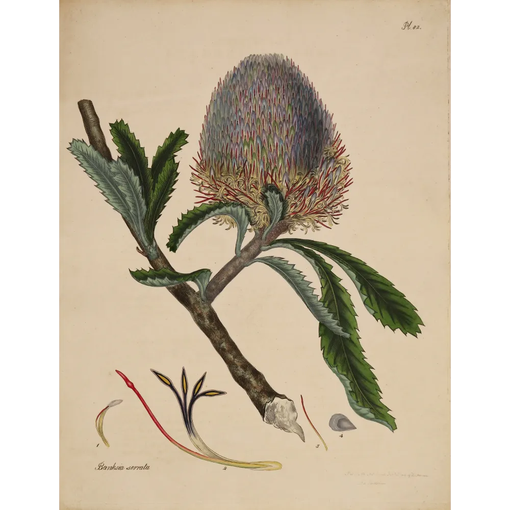 Saw-Leaf Banksia (Banksia serrata) with luminous flower head, original 1799 hand-colored botanical engraving.