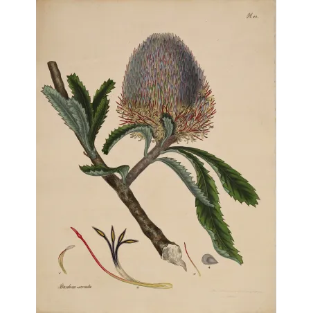 Saw-Leaf Banksia (Banksia serrata) with luminous flower head, original 1799 hand-colored botanical engraving.
