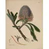 Saw-Leaf Banksia (Banksia serrata) with luminous flower head, original 1799 hand-colored botanical engraving.