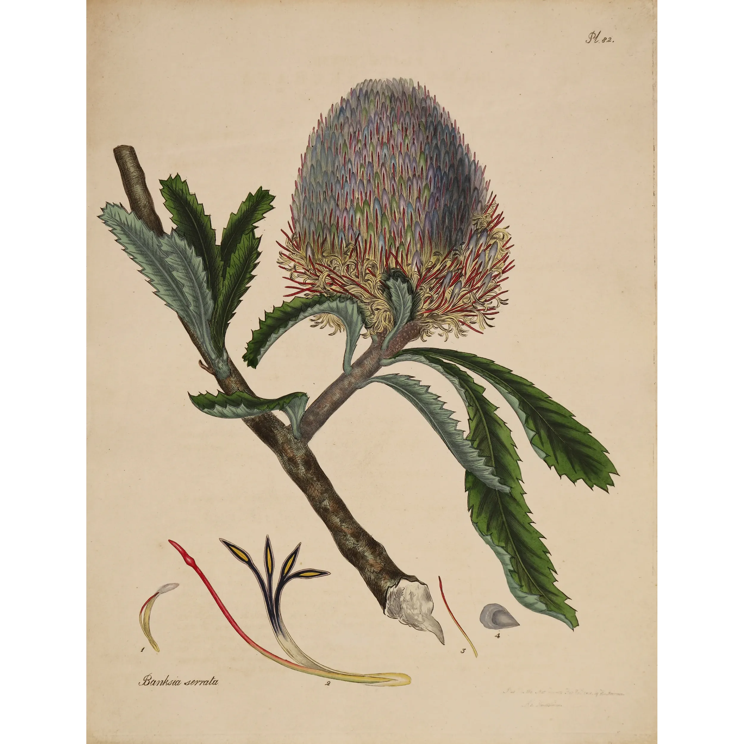 Saw-Leaf Banksia (Banksia serrata) with luminous flower head, original 1799 hand-colored botanical engraving.