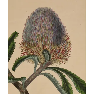Saw-Leaf Banksia (Banksia serrata) with luminous flower head, original 1799 hand-colored botanical engraving.