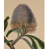 Close-up of Banksia serrata flower showing finely hand-coloured floral scales and luminous surface.