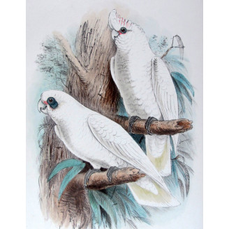 Little Corella by Roland Green – The Birds of Australia