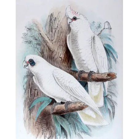 Little Corella by Roland Green – The Birds of Australia