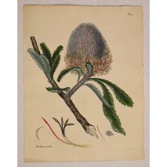 Saw-Leaf Banksia (Banksia serrata), full sheet with original margins, 1799 hand-colored botanical engraving.