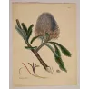 Saw-Leaf Banksia (Banksia serrata), full sheet with original margins, 1799 hand-colored botanical engraving.