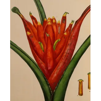 Scarlet-Flowered Plantain Tree (Musa coccinea), original 1799 double-page hand-colored botanical engraving.