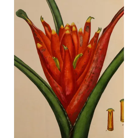 Close-up of the scarlet inflorescence of Musa coccinea with finely layered hand colouring by Henry Andrews.