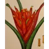 Close-up of the scarlet inflorescence of Musa coccinea with finely layered hand colouring by Henry Andrews.