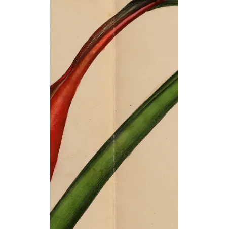 Original central fold preserving the historic double-page format of The Botanist's Repository (1799).