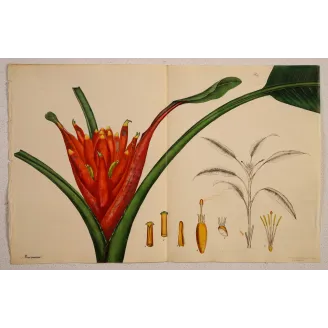 Double-page Musa coccinea engraving with original fold, full margins and J. Whatman watermark.