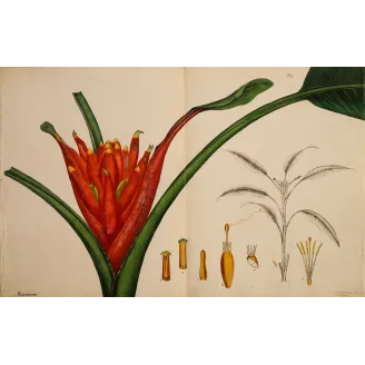 Scarlet-Flowered Plantain Tree (Musa coccinea), original 1799 double-page hand-colored botanical engraving.