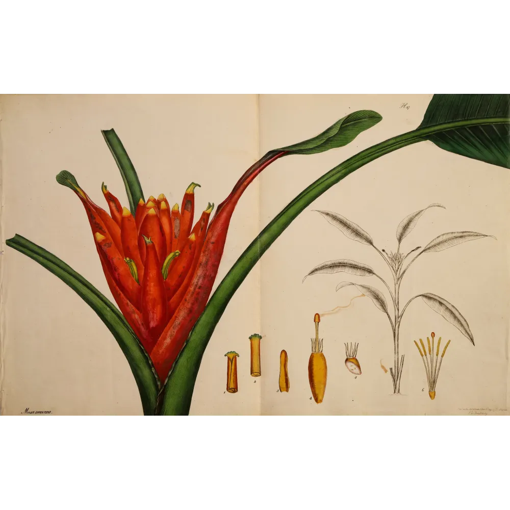 Scarlet-Flowered Plantain Tree (Musa coccinea), original 1799 double-page hand-colored botanical engraving.