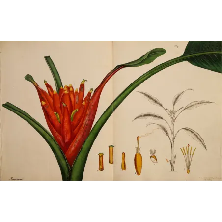 Scarlet-Flowered Plantain Tree (Musa coccinea), original 1799 double-page hand-colored botanical engraving.