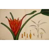 Scarlet-Flowered Plantain Tree (Musa coccinea), original 1799 double-page hand-colored botanical engraving.