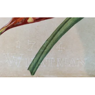 Original J. Whatman paper watermark visible on the Musa coccinea double-page engraving.