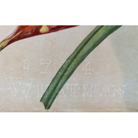 Original J. Whatman paper watermark visible on the Musa coccinea double-page engraving.