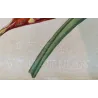 Original J. Whatman paper watermark visible on the Musa coccinea double-page engraving.