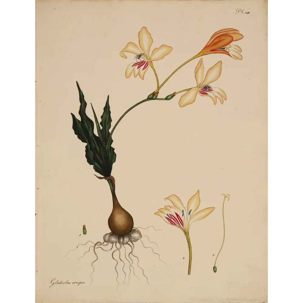 Curled-leaved Gladiolus (Gladiolus crispus) with pale cream flowers, original 1804 hand-colored engraving