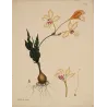 Curled-leaved Gladiolus (Gladiolus crispus) with pale cream flowers, original 1804 hand-colored engraving