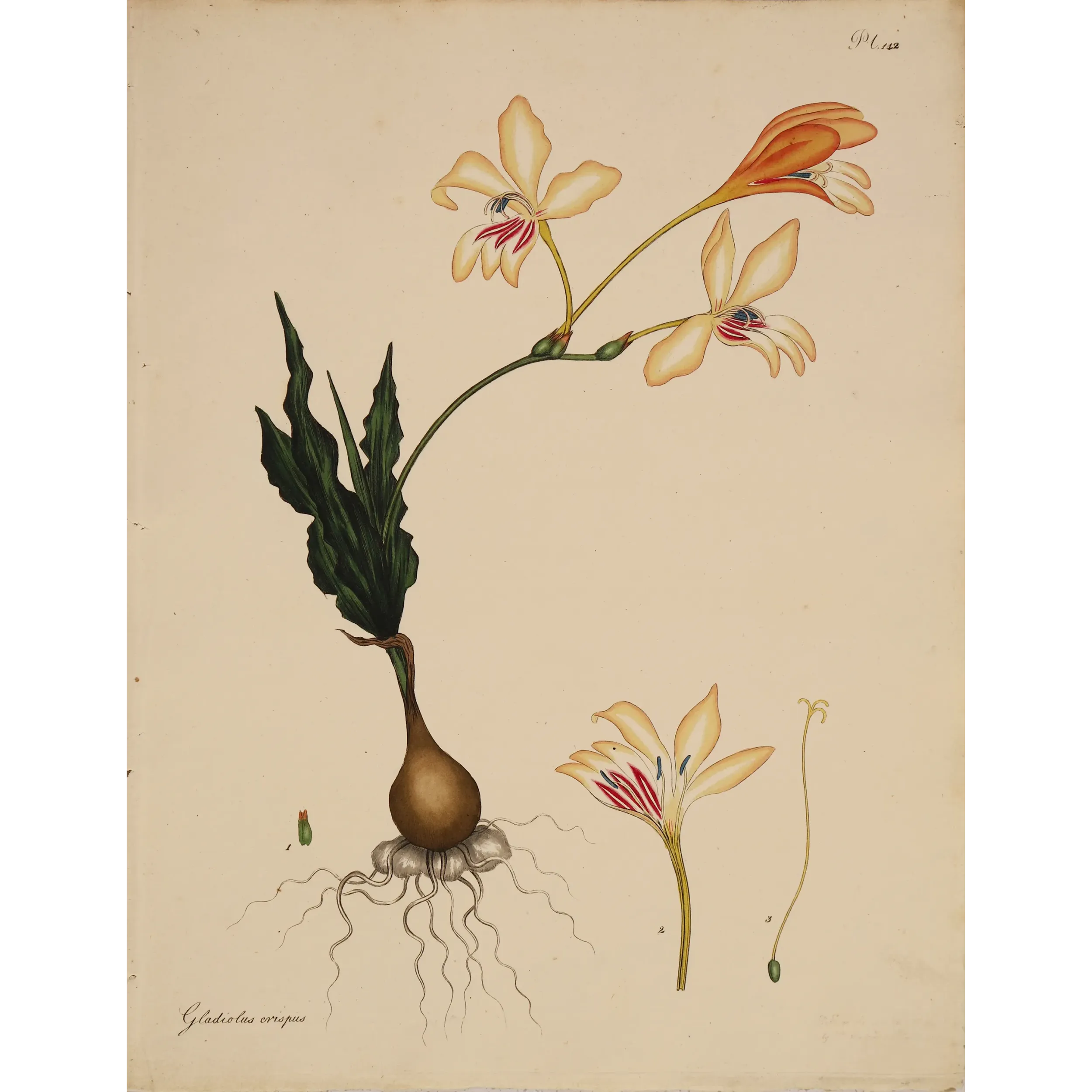 Curled-leaved Gladiolus (Gladiolus crispus) with pale cream flowers, original 1804 hand-colored engraving
