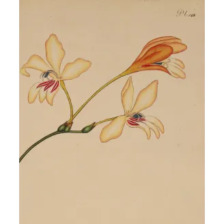 Curled-leaved Gladiolus (Gladiolus crispus) with pale cream flowers, original 1804 hand-colored engraving