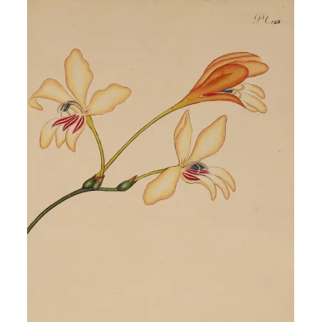 Close-up of Gladiolus crispus flowers showing delicate hand-colored petals and transparent watercolor