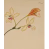 Close-up of Gladiolus crispus flowers showing delicate hand-colored petals and transparent watercolor