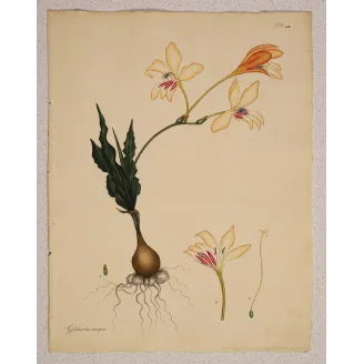 Full sheet of Gladiolus crispus engraving showing generous original margins and excellent preservation