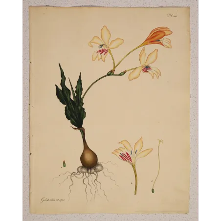 Full sheet of Gladiolus crispus engraving showing generous original margins and excellent preservation