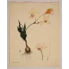 Full sheet of Gladiolus crispus engraving showing generous original margins and excellent preservation