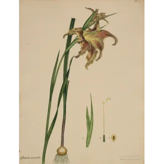 Changeable Gladiolus (Gladiolus versicolor), original 1799 hand-colored botanical engraving by Henry Andrews.