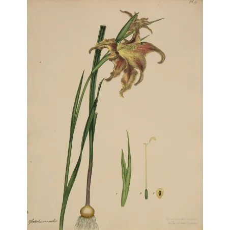 Changeable Gladiolus (Gladiolus versicolor), original 1799 hand-colored botanical engraving by Henry Andrews.