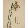 Changeable Gladiolus (Gladiolus versicolor), original 1799 hand-colored botanical engraving by Henry Andrews.