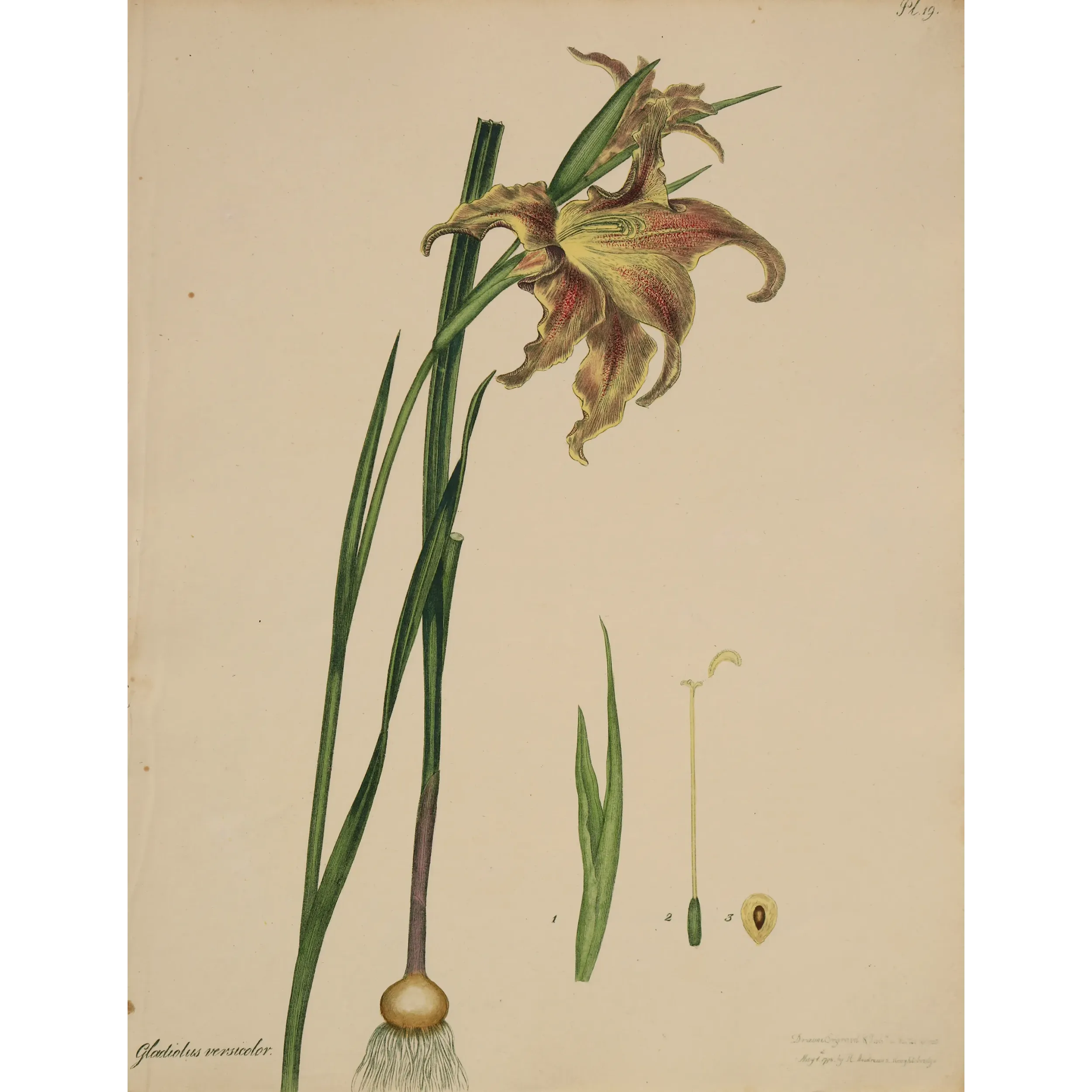Changeable Gladiolus (Gladiolus versicolor), original 1799 hand-colored botanical engraving by Henry Andrews.