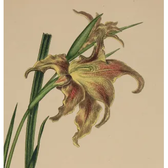 Changeable Gladiolus (Gladiolus versicolor), original 1799 hand-colored botanical engraving by Henry Andrews.