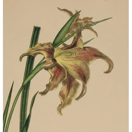 Close-up of the delicately coloured flower of Gladiolus versicolor with transparent hand colouring.