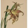 Close-up of the delicately coloured flower of Gladiolus versicolor with transparent hand colouring.