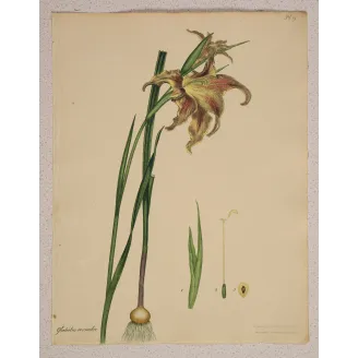 Original Gladiolus versicolor engraving with full margins and generous original sheet.